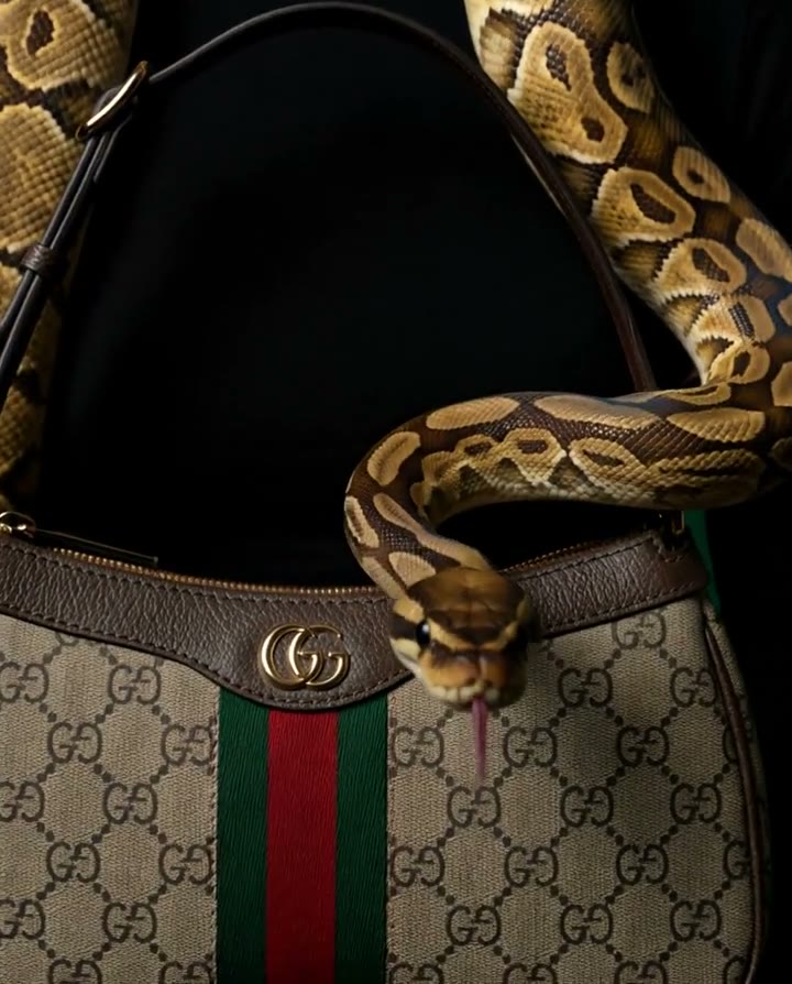 Gucci Ophidia, Python, film